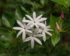 Closeup view of bright white flowers and pink buds of jasminum multipartitum aka starry wild...
