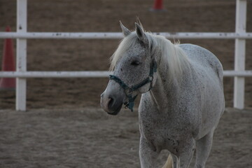 white arabian horse