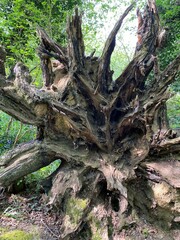 Tree roots