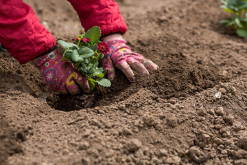 The hands of an elderly woman hold the soil with a young strawberry plant with red flowers....