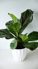 Beautiful Ficus lyrata in a white flowerpot on a blue background. Growing potted house plants, green home decor, care and cultivation.Close-up. Vertical.