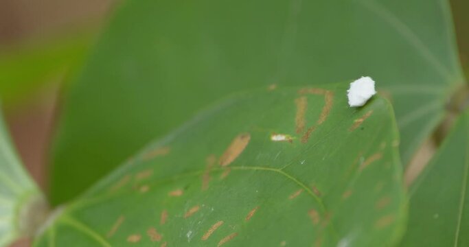 A white Flatidae insect walks around on  the edge of a large green tropical leaf, follow shot