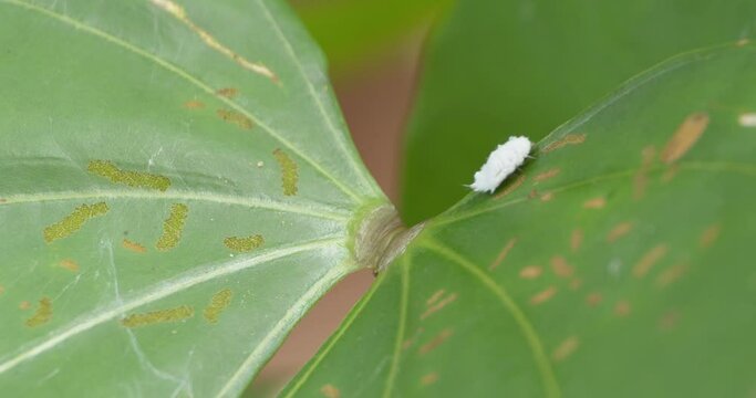 A white flatidae insect is seen walking from the center of a large green leaf up to the top and out of frame, static shot