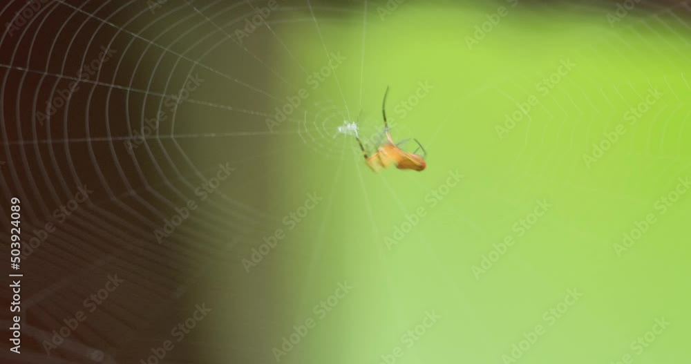 Poster an orbweaver spider spins its web going around then into the center, static macro shot, in and out o
