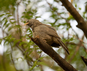 Jungle Babbler sitting on the branch of a tree in Haryana, India