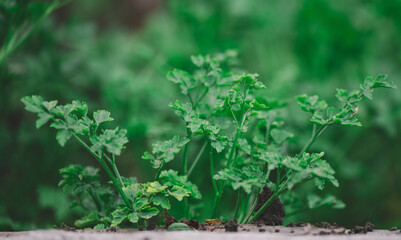 Growing green parsley in the garden, selective focus