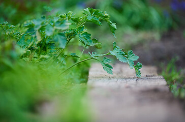 Growing green parsley in the garden, selective focus