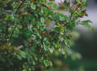 rose bush with green leaves in the garden on a spring day