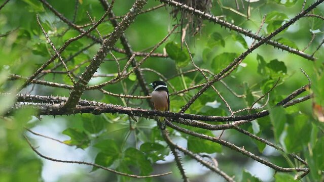 Seen looking around while perched on a thorny branch then jumps around to show its back, Black-and-yellow Broadbill Eurylaimus ochromalus, Kaeng Krachan National Park, Thailand.