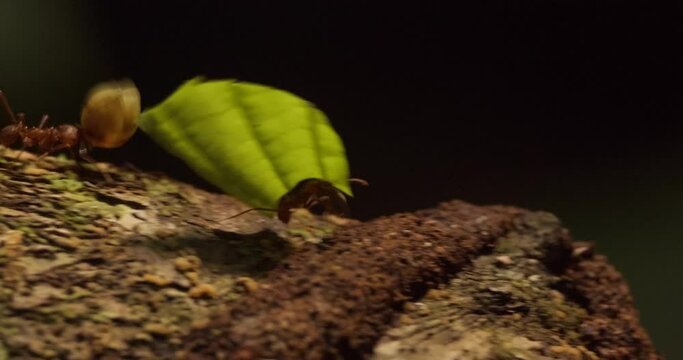 A leaf cutter ant carries his piece of green leaf above itself while walking on top of a tree at night, macro following shot