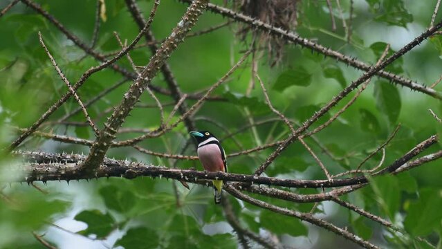 Seen looking to the left while perched on a thorny branch as the camera zooms out, Black-and-yellow Broadbill Eurylaimus ochromalus, Kaeng Krachan National Park, Thailand.