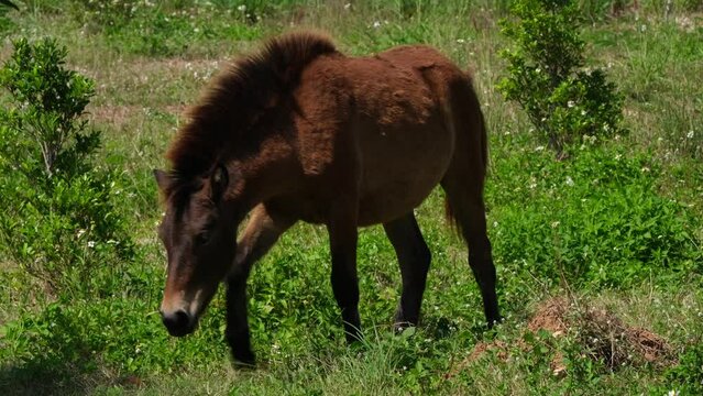 A brown horse feeding moving forward to the left, Muak Klek, Thailand.