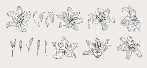 Set of hand drawn flowers. Lily for wedding invitation, greeting card, package, T shirt, label and other