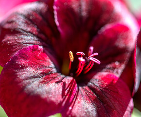 fleur rouge © Bernard