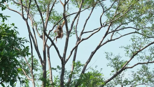 Seen on the left top corner then swings to the right and into the middle, Lar Gibbon Hylobates lar ultraman, Kaeng Krachan National Park, Thailand.