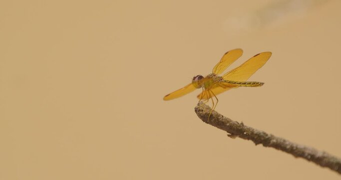 A dragonfly sits at the end tip of a twig and then abruptly flies off,  pan to static shot