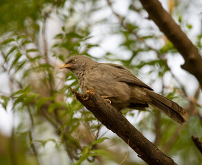 Jungle Babbler sitting on the branch of a tree in Haryana, India