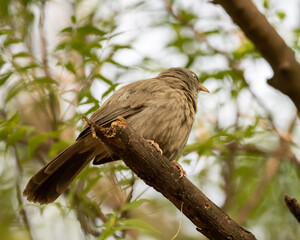 Jungle Babbler sitting on the branch of a tree in Haryana, India