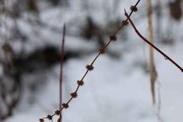 Dry thorn plant in winter forest