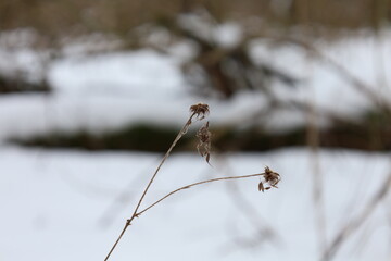 Dry thorn in the winter forest 