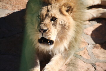 Naklejka premium Lion and lioness in the zoo