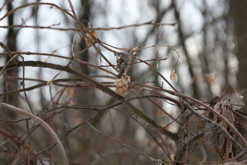 Branches in closeup 