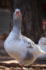 A picture of a duck and a goose in the garden