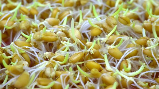 Growing microgreen sprouts for  diet food, timelapse