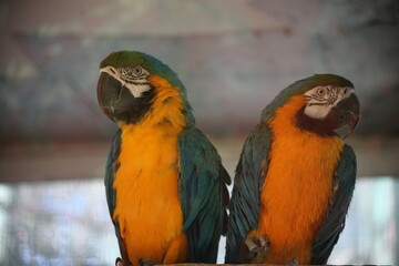 Beautiful colored parrot in orange and blue