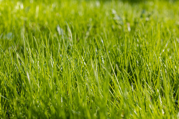 background in the form of green grass shot with a shallow depth of field