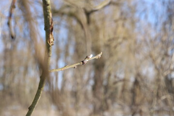 branches of a tree