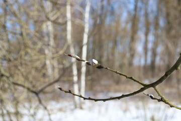 branches of a tree