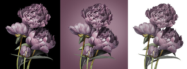 Purple peonies, three flowers on different backgrounds, three images, white black and purple...