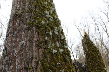 Evernia prunastri on the moss covered tree