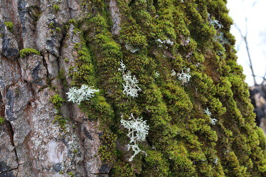 Evernia prunastri on the moss covered tree, green and gray 