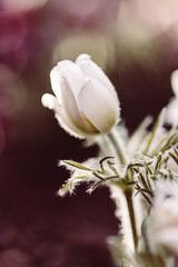 Weisse Blume mit buntem Bokeh