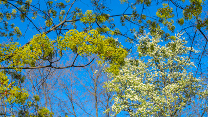 Obraz premium Spring tree with young light green foliage with blue sky. Space for text. Young leaves background. Springtime.