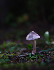 Champignons sauvages
