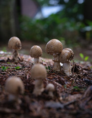 Champignons sauvages