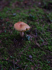 Champignons sauvages