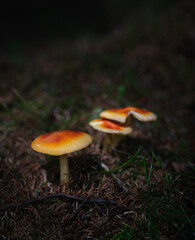 Champignons sauvages