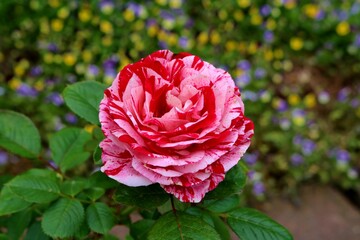 赤とピンクがカラフル　素敵な薔薇の花　公園
