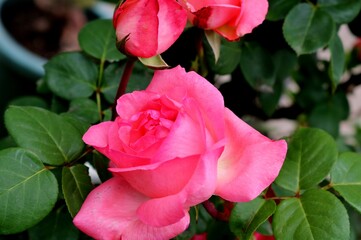 素敵に咲くピンクのバラの花　春のバラ園　みかもやま