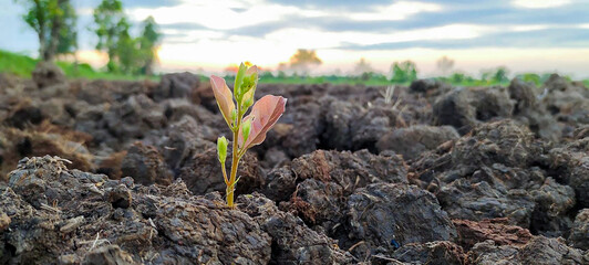 Small trees growing on the ground in the morning light blurry green field background
