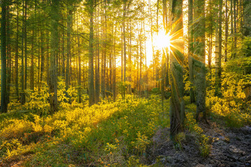 Obraz premium Magical sunset in the forest.