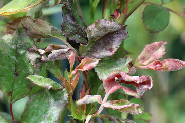 Fungal disease powdery mildew on a rose plant. White plaque on leaves and stems. Dry curled leaves....