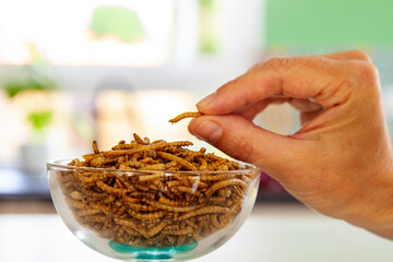 Woman hand is grabbing Snack insects. Mealworm larvae as food. Mealworms crustaceans tenebrio...