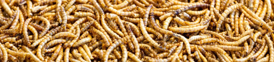 extreme close-up web banner panoramic view and full frame of dried mealworms. Texture flour worms background. Worms pile for bird food. Animal concept