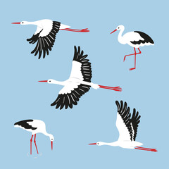 Stork birds vector illustration. Set of standing and flying white storks. - 503929424
