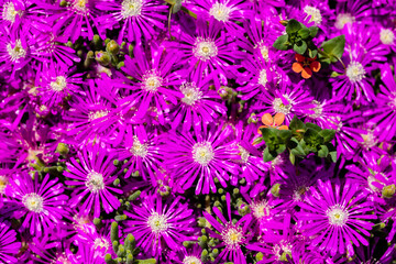 Obraz premium Close-up of purple flowers with macro.